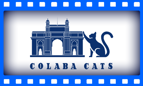 Colaba Cats