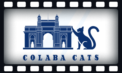 Colaba Cats